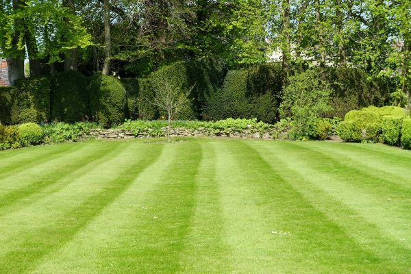 Grass Care Service in Tacoma