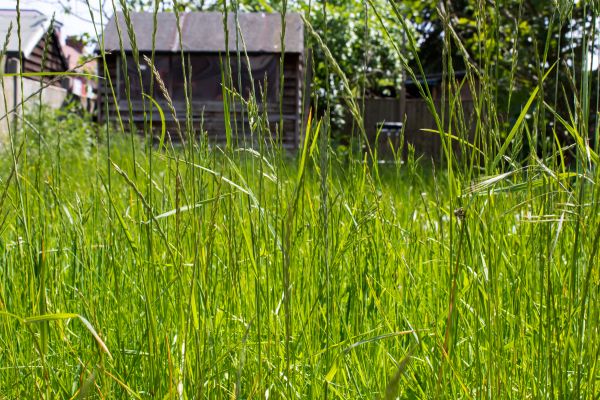 Cost of Overgrown Lawn Trimming in Tacoma