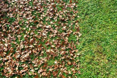 Leaf Removal at the Property Edge